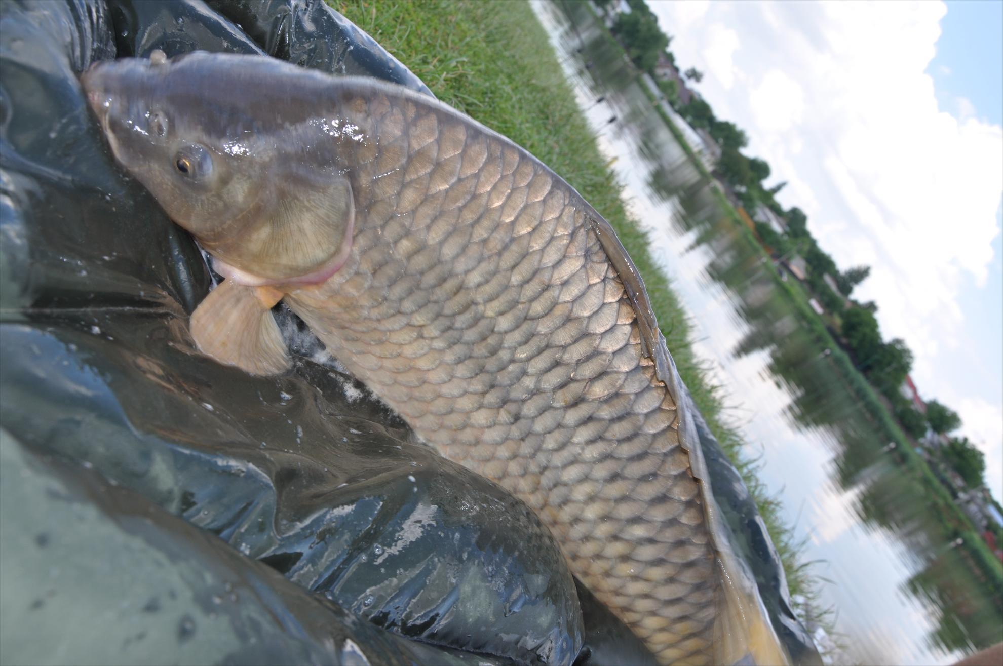 MV 2/3- 09/06/2013 - dsc0038.JPG